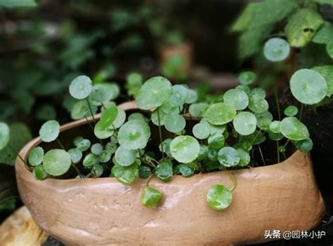 圓葉植物有哪些|5種葉子圓圓的植物，養一盆，好運來